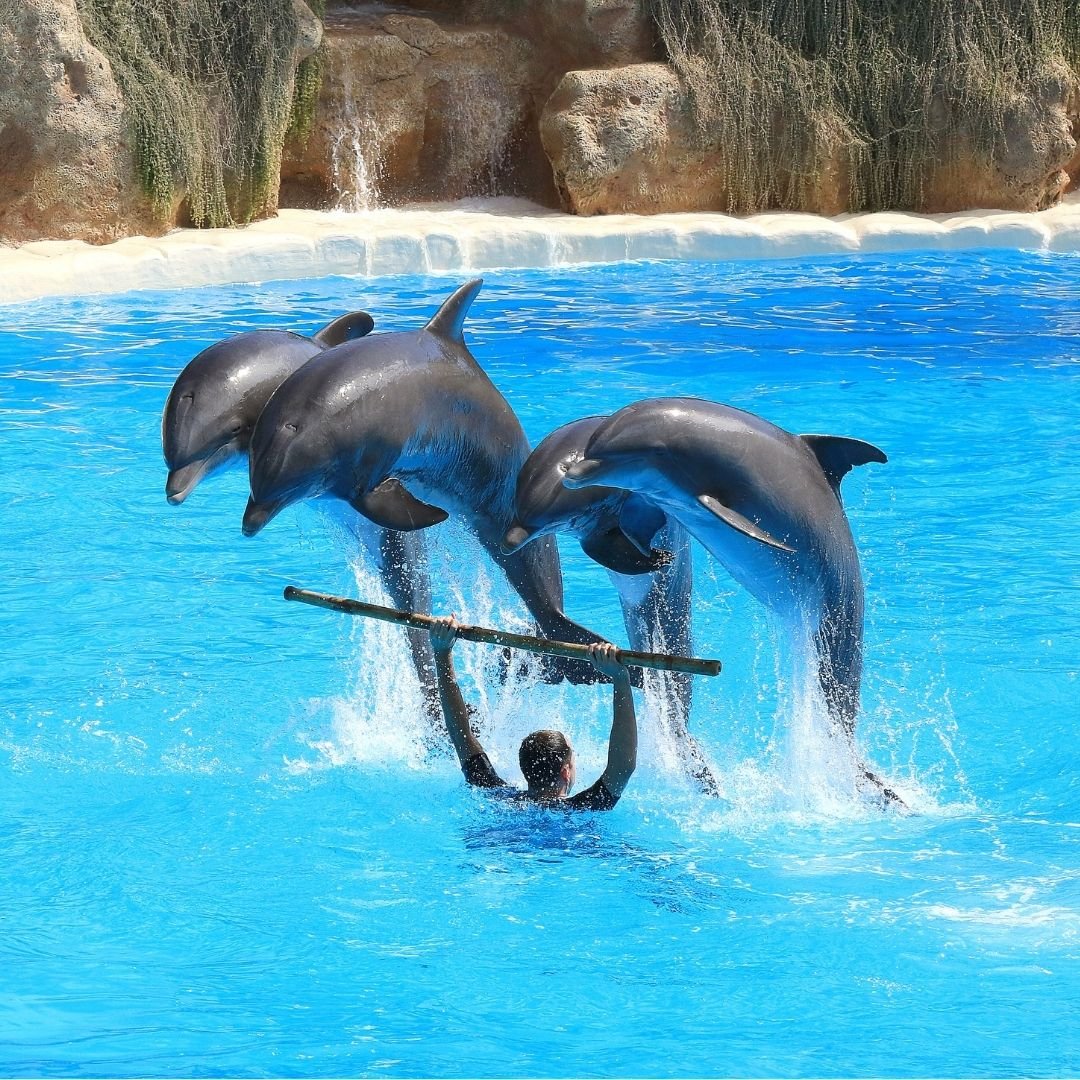 Dolphin Therapy