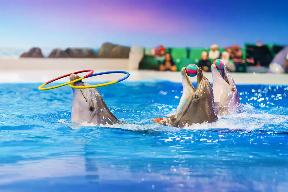 Kemer Dolphin and Sea Lion Show | Two-Way Transfer Included