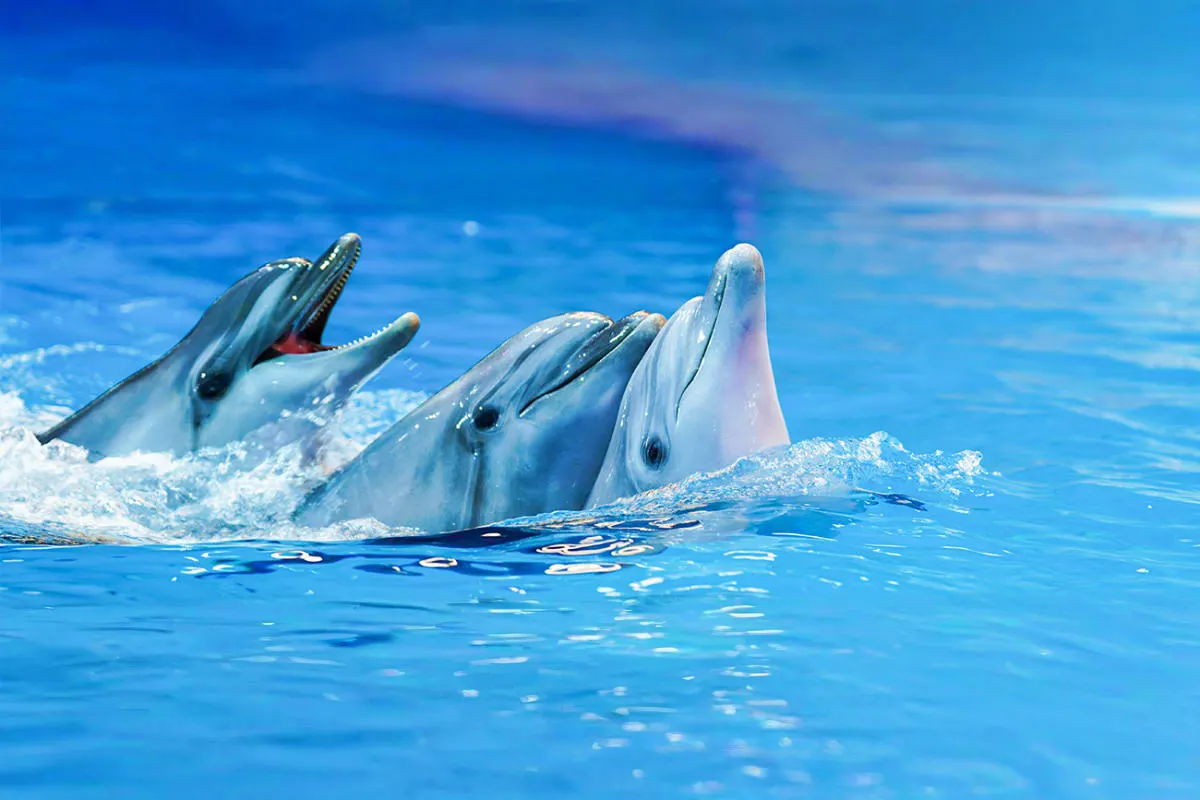 Kemer Dolphin and Sea Lion Show | Two-Way Transfer Included