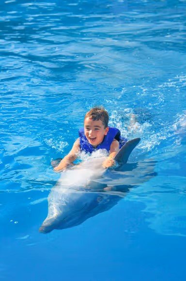 Kemer Dolphin Swimming Experience | Two-Way Hotel Transfer Included