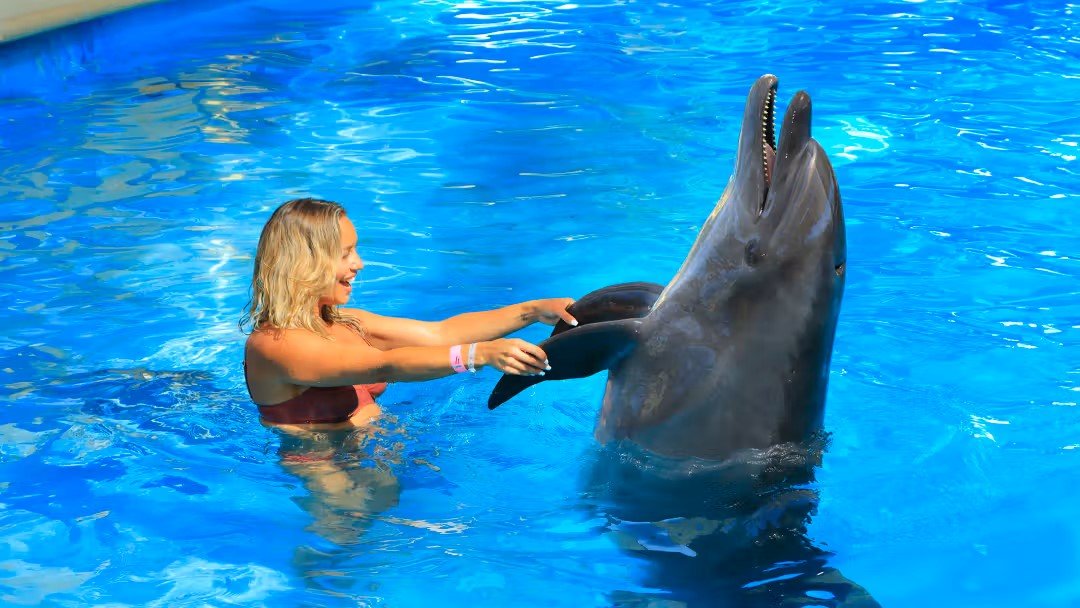 Kemer Dolphin Swimming Experience | Two-Way Hotel Transfer Included