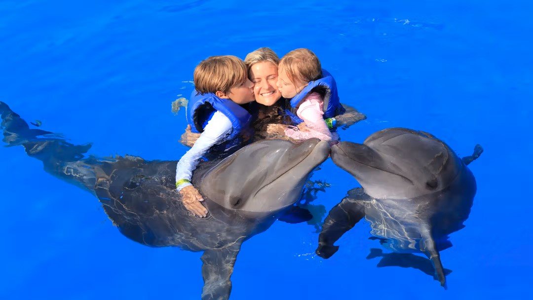 Kemer Dolphin Swimming Experience | Two-Way Hotel Transfer Included