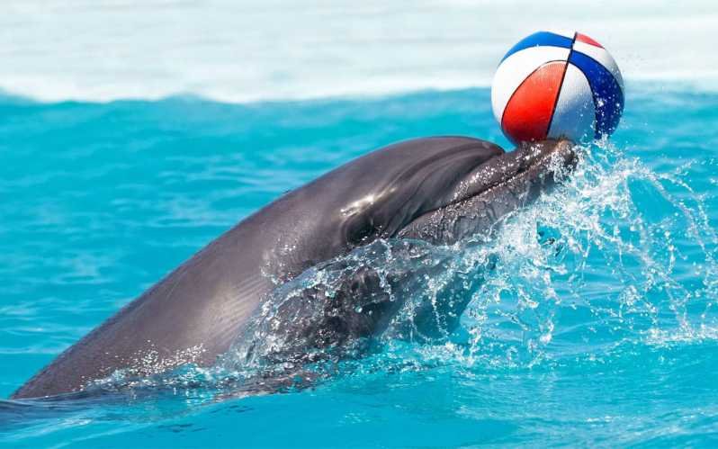 Dolphin and Sea Lion Show in Antalya | Two-Way Transfer Included