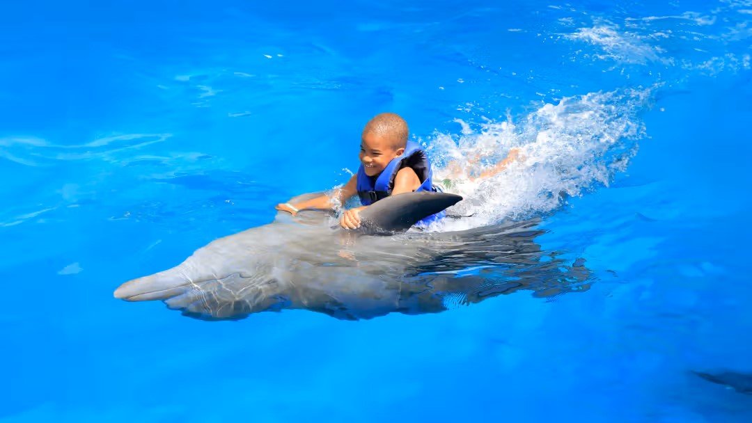Dolphin Swimming in Antalya | Two-Way Hotel Transfer Included